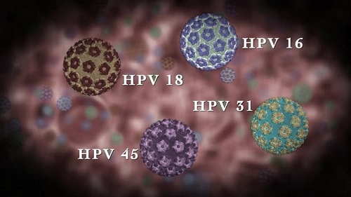 Virus sùi mào gà HPV